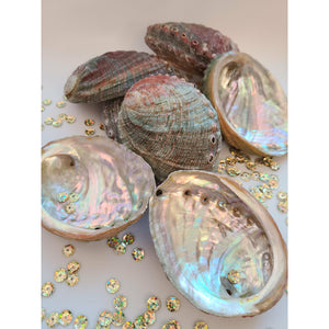 Abalone Shell